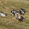 White-Fronted Goose